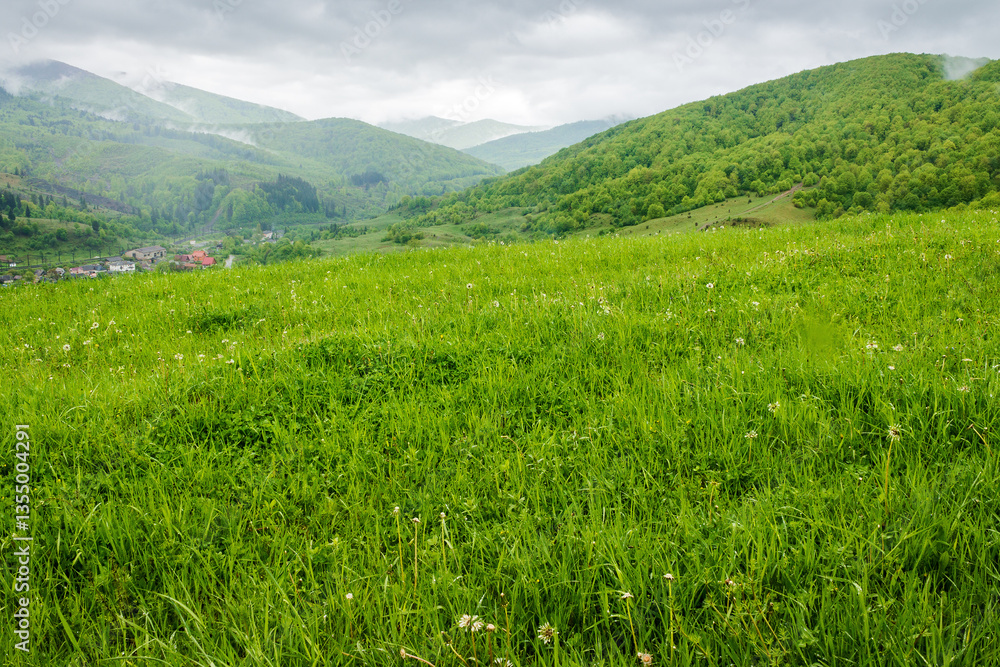 countryside mountain landscape in the rain. rolling highland of ukraine. field with wet green grass near forest on the hill. view in to rural valley under sky with gray clouds in spring weather