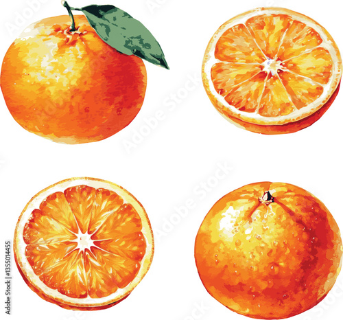 A collection watercolor vector illustrations of oranges