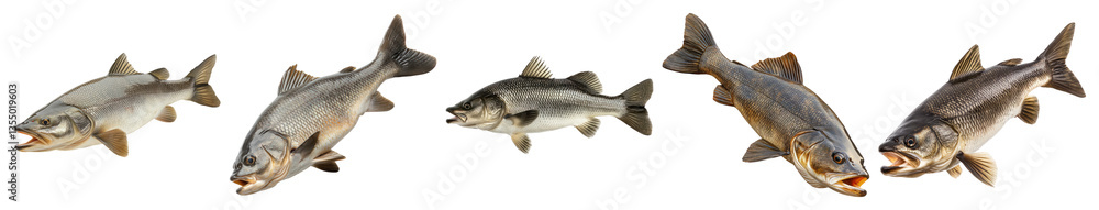 Fototapeta premium Various Species of Freshwater Fish on a White Background, PNG bundle collection, Isolated on Transparent Background