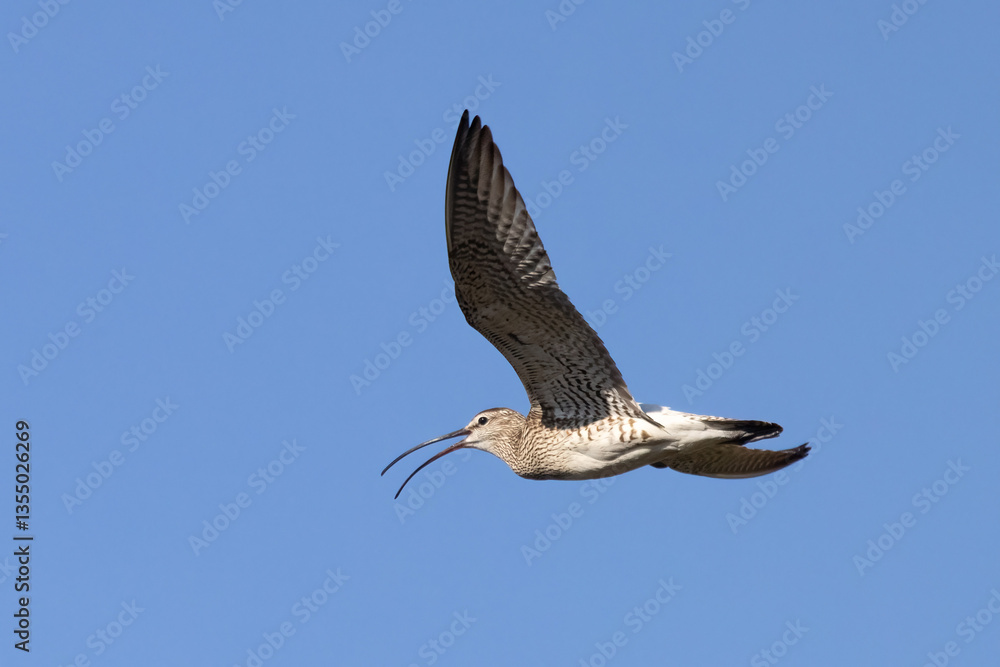 Obraz premium Whimbrel