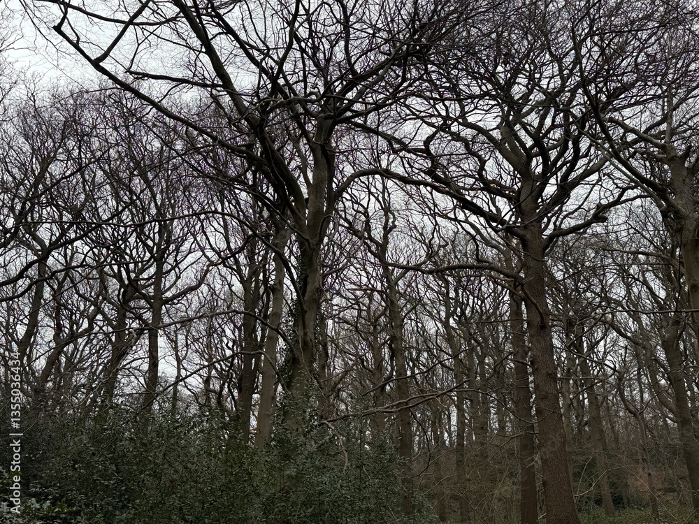 Fototapeta premium trees and gloomy sky