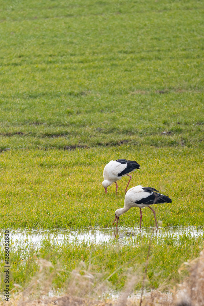 storks on a meadow during daytime