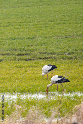 Obraz na płótnie storks on a meadow during daytime w salonie