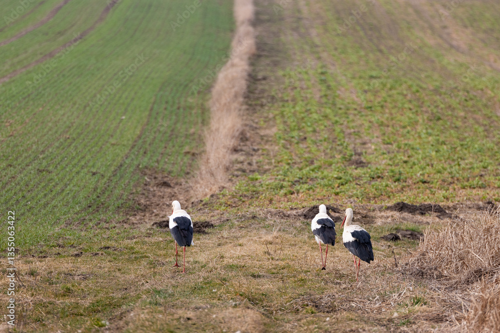 storks on a meadow during daytime