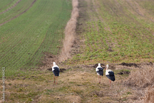 Obraz na płótnie storks on a meadow during daytime w salonie