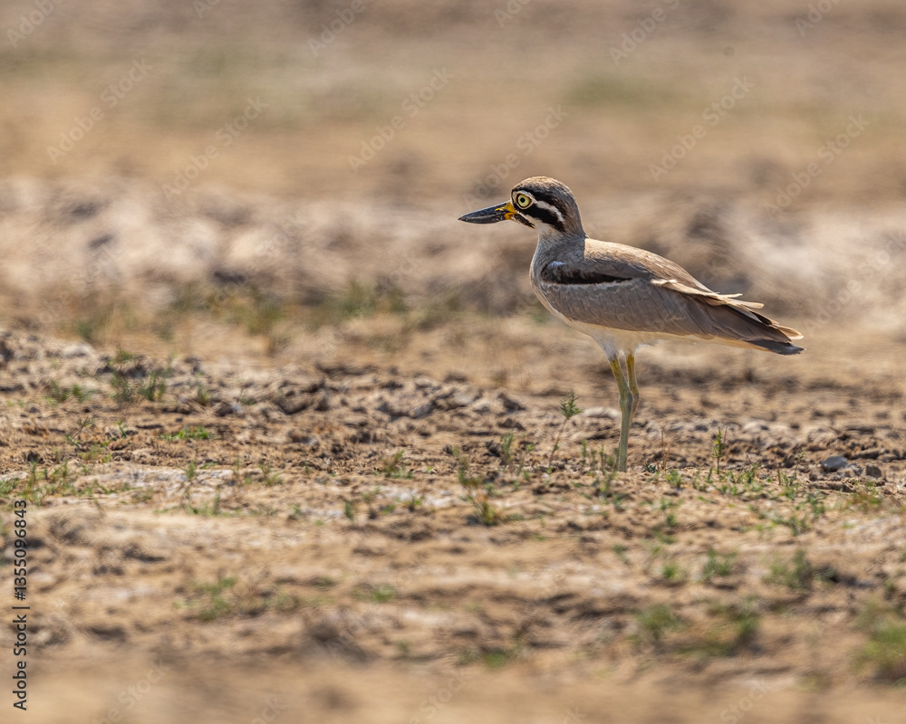 Obraz premium A Greater Stone Curlew