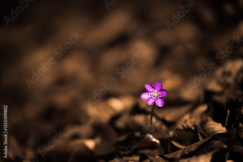 Hepatica nobilis in the forest in early spring.