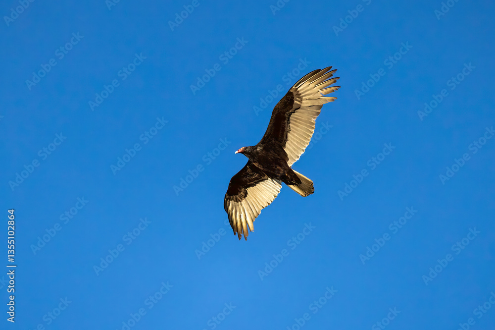 The turkey vulture (Cathartes aura) in flight The turkey vulture (Cathartes aura) in flight