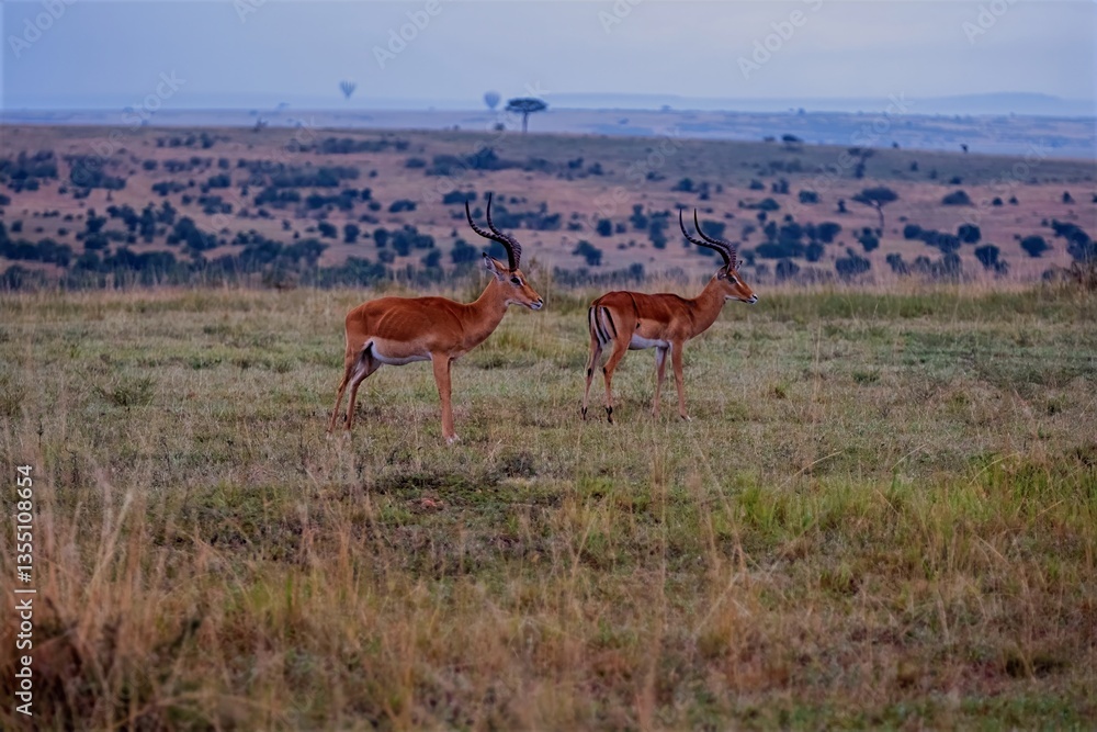 Fototapeta premium impala in the savannah