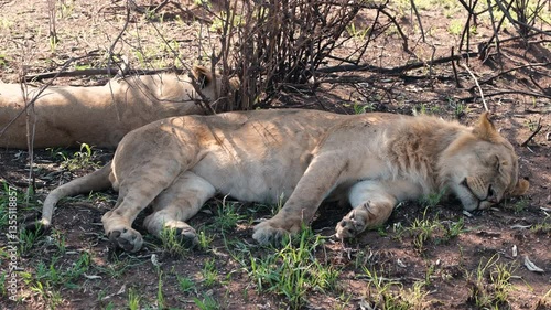 Lions in the wild