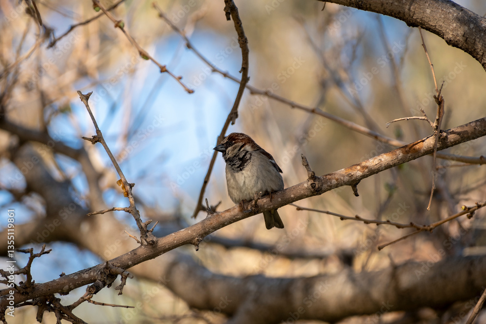 Fototapeta premium Cute little sparrow among the tree branches