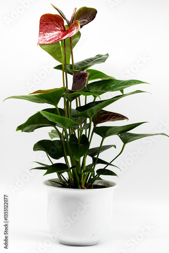 Anthurium Andre.
Plant.
A perennial herbaceous evergreen plant, a species of the genus Anthurium of the Araceae or Araceae family.