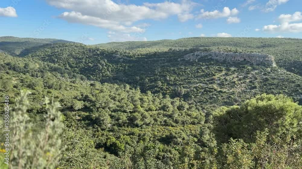 landscape with trees and mountains