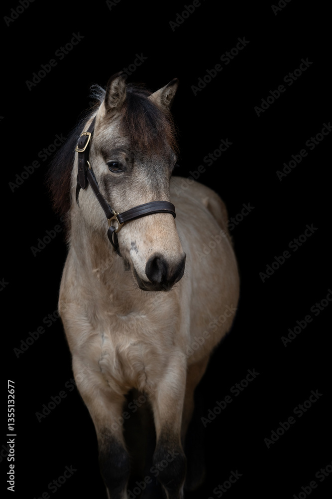 Obraz premium Close-up portrait of pony on black background, isolated equine photography. Fine art photography