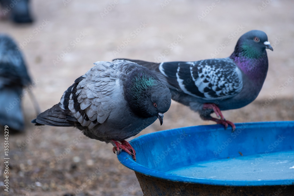 Obraz premium Pigeons bathing in the bird bath