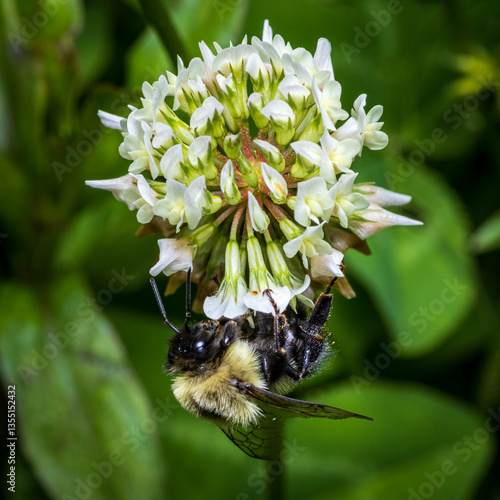 A bumblebee collects pollen from clover flower during spring.