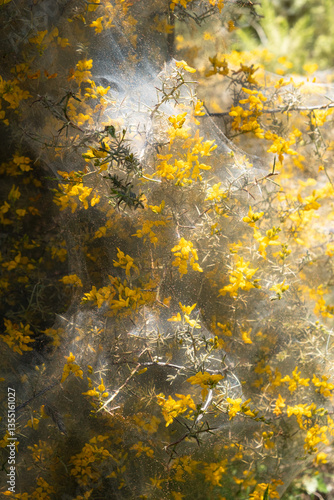 Mediterranean thorny shrub with yellow flowers, sunlit and picturesquely covered in cobwebs
