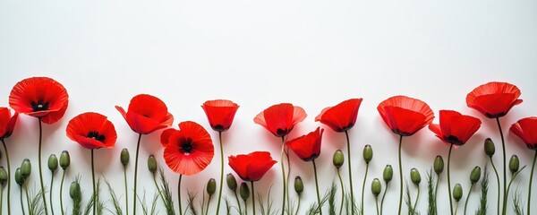 Red poppy flowers on white background. Remembrance Day symbol, veterans tribute. Floral border design for Anzac Day, November 11, Memorial Day, Veterans Day, Armistice Day. Memorial concept for peace.