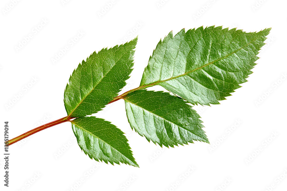 Fototapeta premium Green rose leaf close-up png