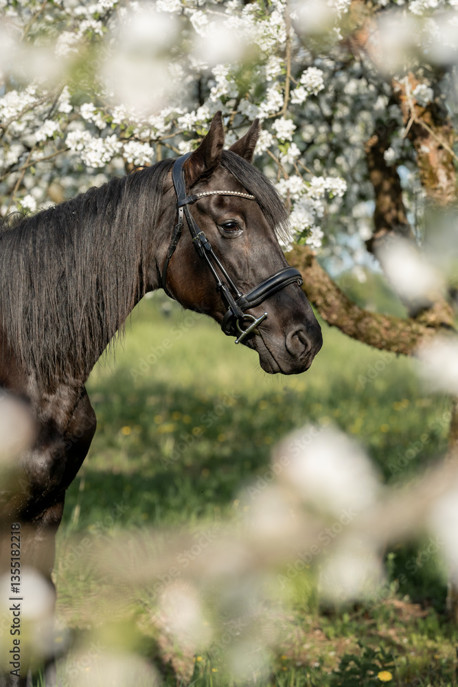 Fototapeta premium Portrait of brown horse standing in blooming apple orchard, fine art photography