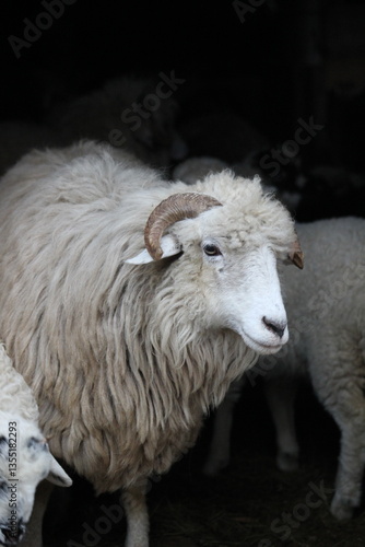 Majestic White Ram with Long Curved Horns and Fluffy Wool