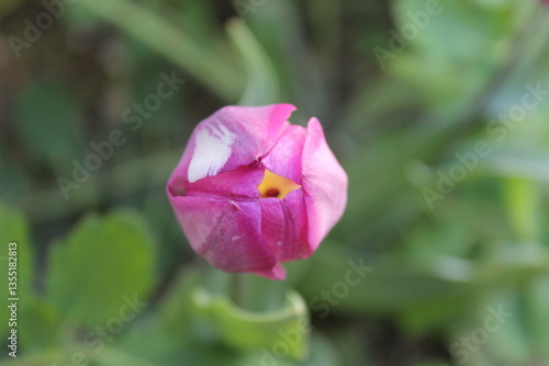 Pink Rose Bud Ready to Bloom