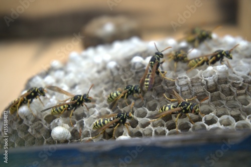 Wild Bees Nesting in a Natural Tree Hollow, Living in Harmony with Nature