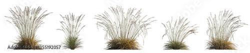 Molinia caerulea (purple moor grass) bunch grass isolated png on transparent background premuim cutout foreground grass (Tall Purple Moor Grass)