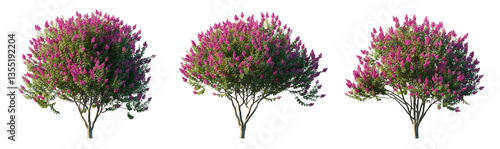 Cuadro en lienzo Myrtus myrtle purple bloom bush\shrub isolated png on a transparent background p