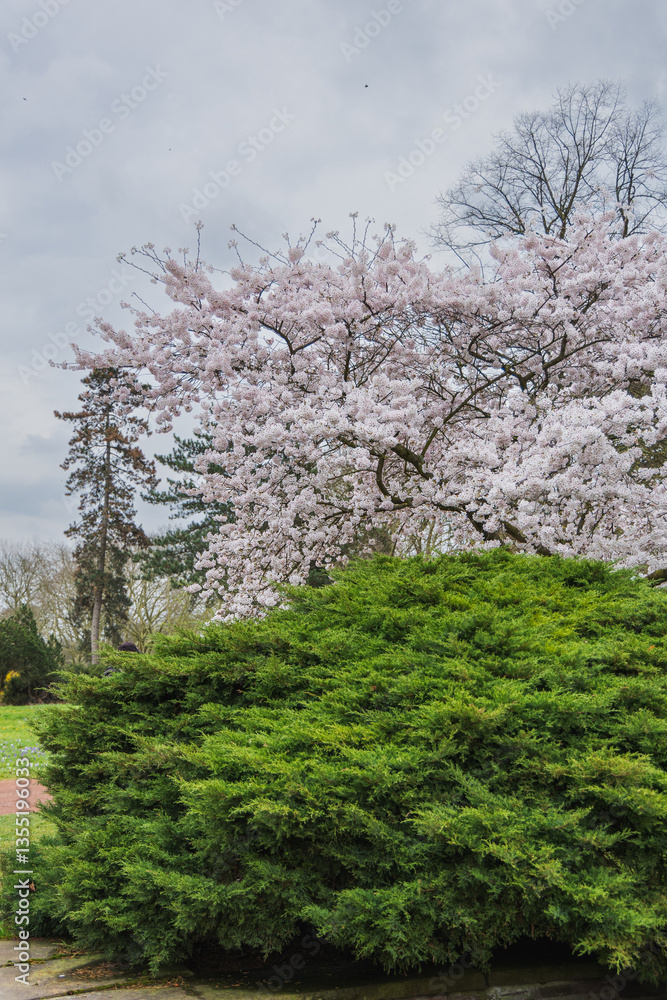 Cherry blossoms in full bloom in the springtime garden. Cherry blossoms in full bloom in the springtime garden.