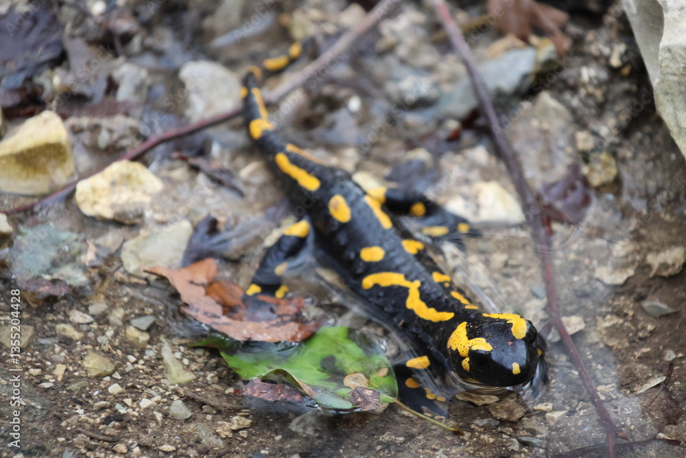 Fototapeta premium Fire salamander relaxing in a natural bath