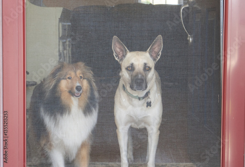 two dogs looking through screen door