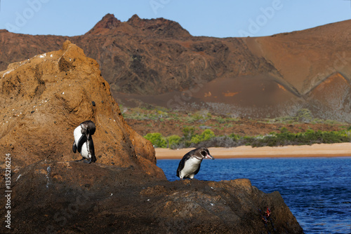 Pair of Galapagos Penguins on a rocky coast - Galapagos Islands