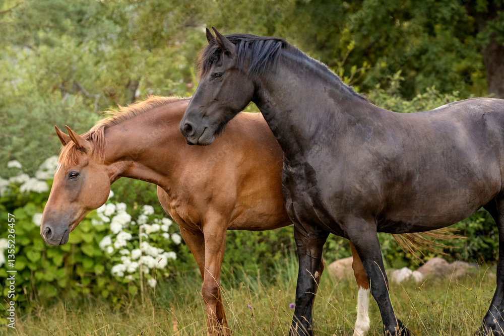 The portrait of elegant horses in nature, fine art photography The portrait of elegant horses in nature, fine art photography