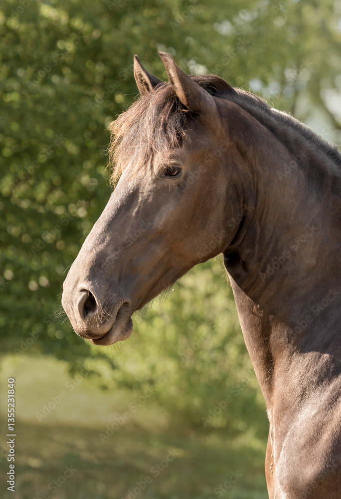 The portrait of brown horse clouse up, fine art photography The portrait of brown horse clouse up, fine art photography