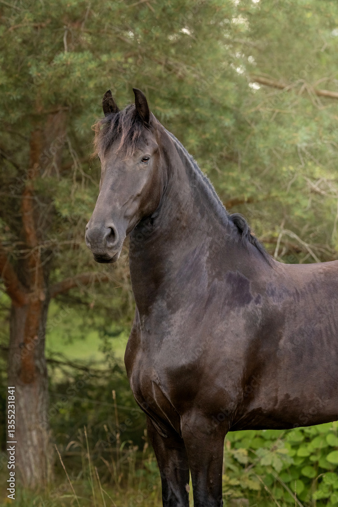 Fototapeta premium The portrait of brown horse clouse up, fine art photography