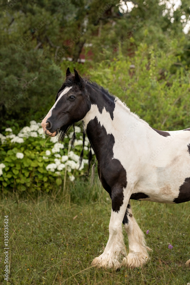 The portrait of white and brown horse in the field, fine art photography The portrait of white and brown horse in the field, fine art photography