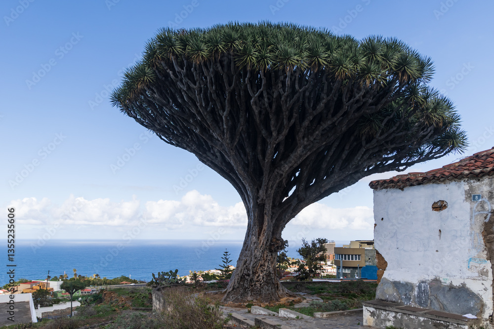 Drago de los Siete Fuentes, an old dragon tree Dracaena draco at Los Realejos, Tenerife, Spain