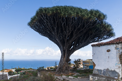 Obraz na płótnie Drago de los Siete Fuentes, an old dragon tree Dracaena draco at Los Realejos, Tenerife, Spain w salonie