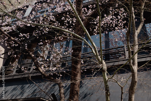 Cherry blossom in Tokyo city