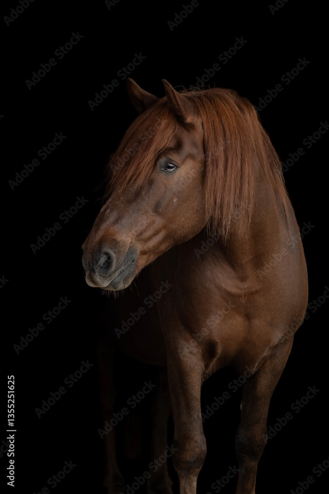 Obraz premium The portrait of majestic brown horse in black background, fine art photography