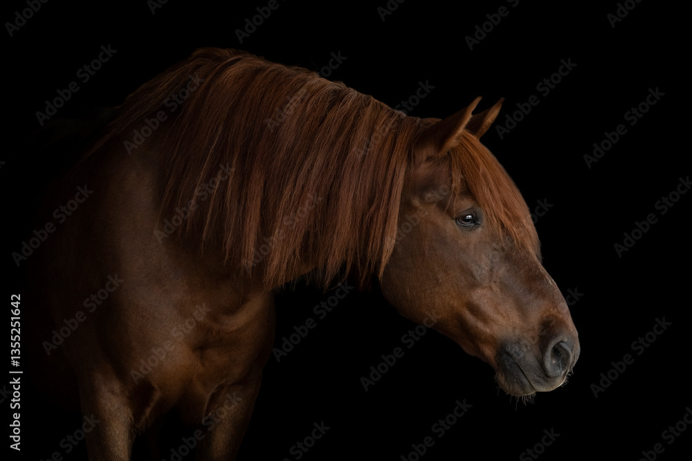 Obraz premium The portrait of majestic brown horse in black background, fine art photography