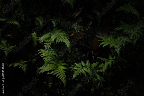green ferns in a woodland on a dark background 