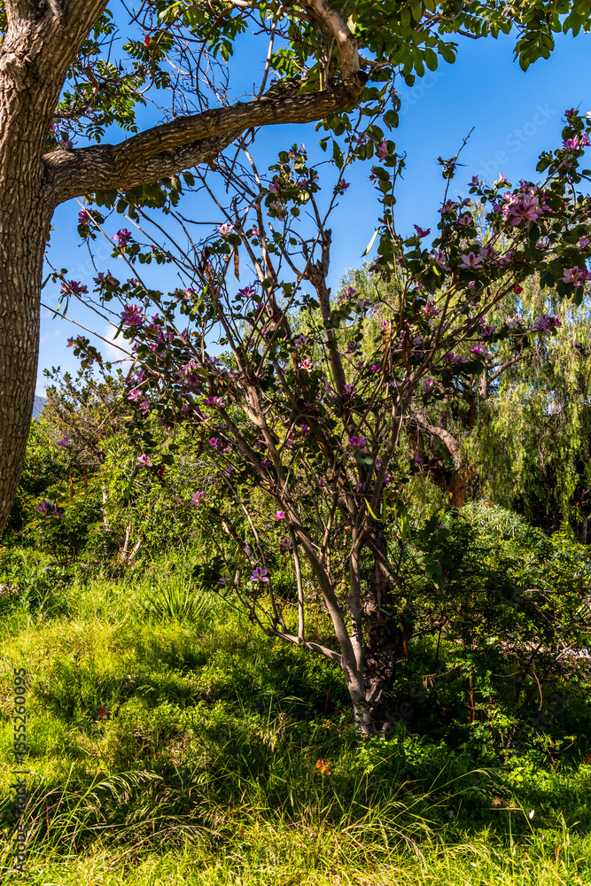 Fototapeta premium Bauhinia × blakeana pertenece a la familia de Fabaceae.