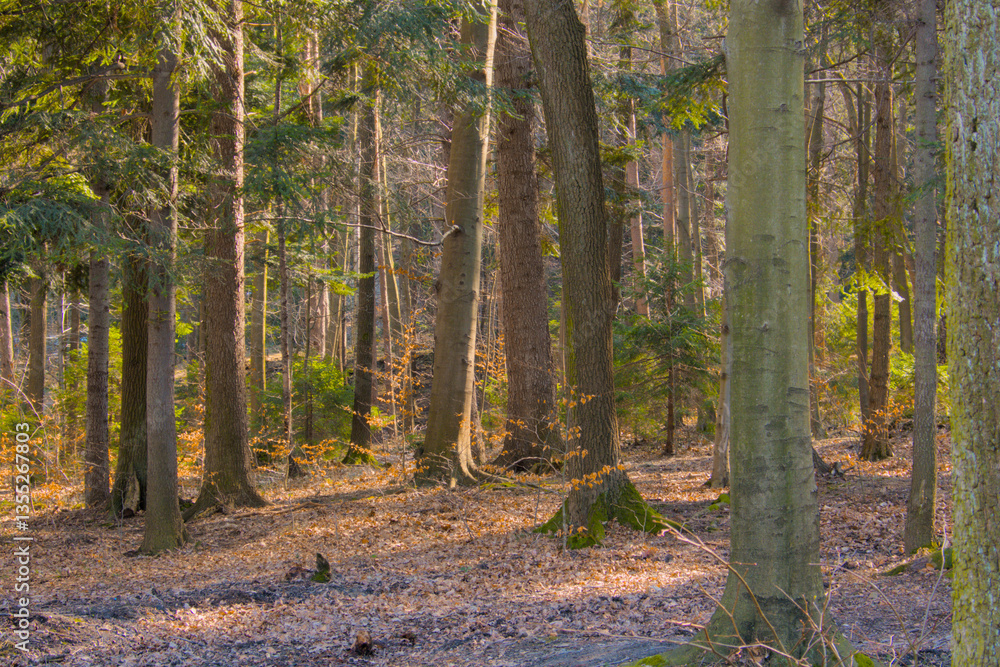 Obraz premium Serene early spring forest landscape bathed in warm sunlight. Features lush greenery and tall trees, capturing the peaceful beauty of nature awakening from winter.