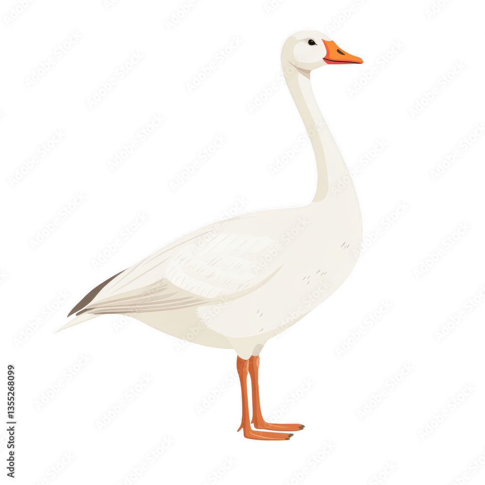 Obraz premium Goose white bird domestic animal elegant long neck waterfowl nature farm avian feather wild wildlife natural pond isolated on transparent background, png