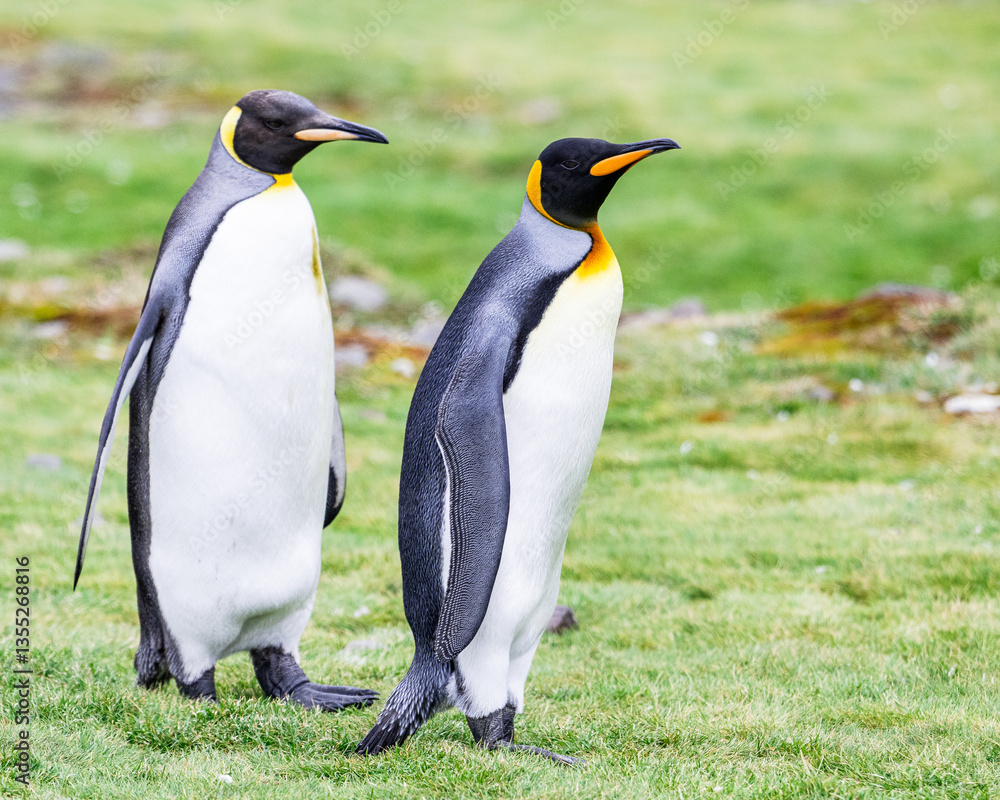 Fototapeta premium photographing kin penguins and chicks Fortuna Bay South Georgia
