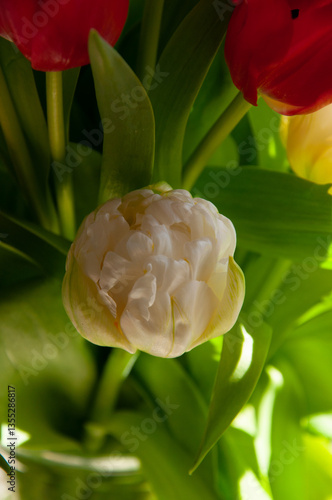 white tulip with green leaf