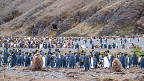 Bilde på lerret photographing kin penguins and chicks Fortuna Bay South Georgia
