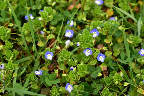 Persischer Ehrenpreis auf einer Frühlingswiese